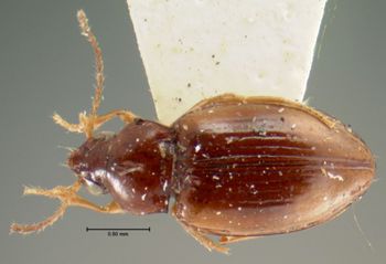Media type: image;   Entomology 5578 Aspect: habitus dorsal view